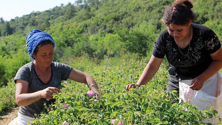 Zirai don gülü vurdu, rekolte yüzde 30 azaldı