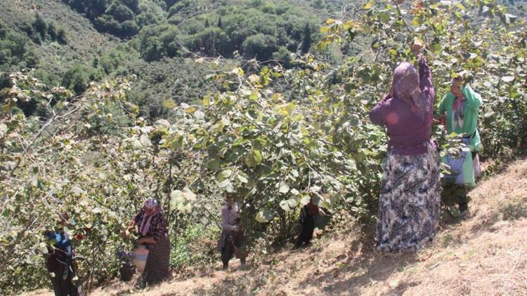 Karadenizde fındık hasadı başladı Karadenizde fındık hasadı başladı