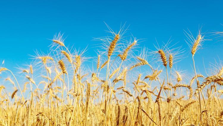 Onarıcı tarımla ilk hasat Onarıcı tarımla ilk hasat