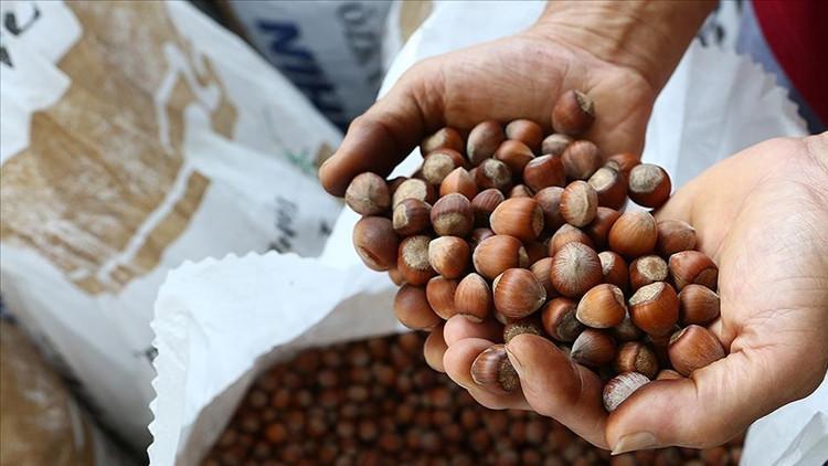 Fındık alım tarihi açıklandı Fındık alım tarihi açıklandı