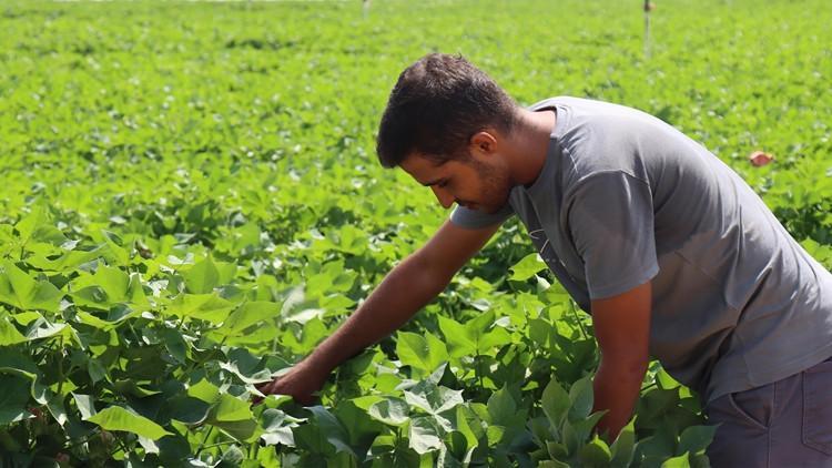 Şanlıurfada kavurucu sıcaklar pamuğa yaradı