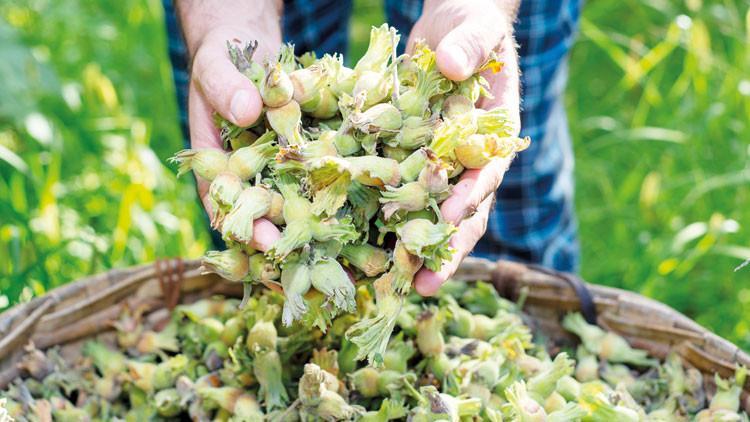 Fındıkta hasat zamanı