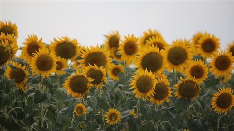 Trakya Birlik, ayçiçeği ön alım fiyatını açıkladı Trakya Birlik, ayçiçeği ön alım fiyatını açıkladı