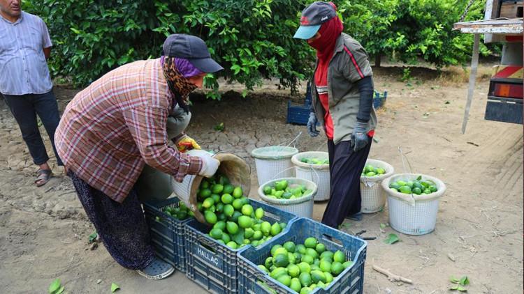 Limonda fiyatları düşürecek hasat