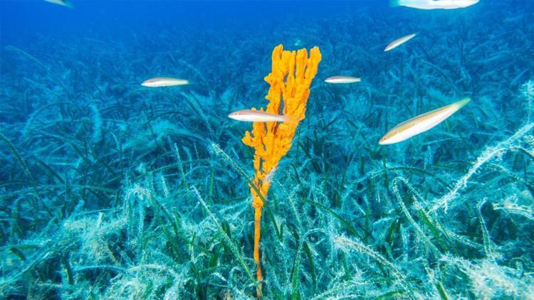 Bakan Kurum: Pina ve deniz çayırları Marmaraya nefes oluyor