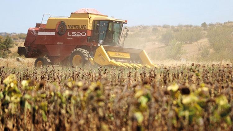 Ayçiçeğinde bu yıl zorunlu erken hasat Ayçiçeğinde bu yıl zorunlu erken hasat