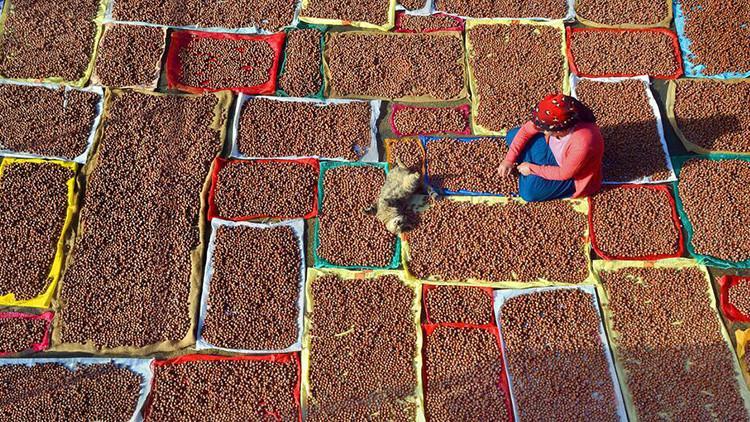 Fındıkta düşük rekolteye rağmen rekor ihracat hedefi Fındıkta düşük rekolteye rağmen rekor ihracat hedefi