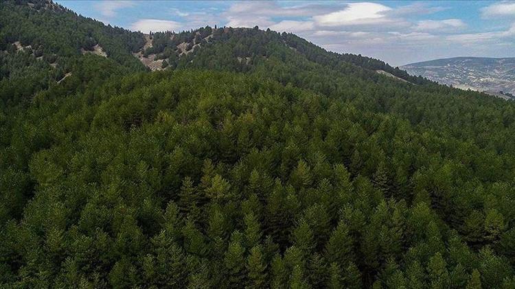 Ormanların korunması için harcanan para belli oldu