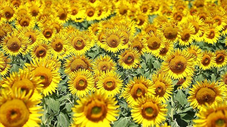 Ayçiçek yağı ithalat vergisi düşürüldü Ayçiçek yağı ithalat vergisi düşürüldü