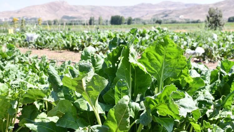 Şekerde 2025-2026 dönemi kotaları belirlendi