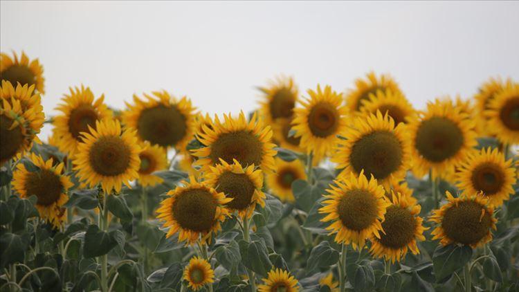 Ayçiçeği ön alım fiyatı açıkladı