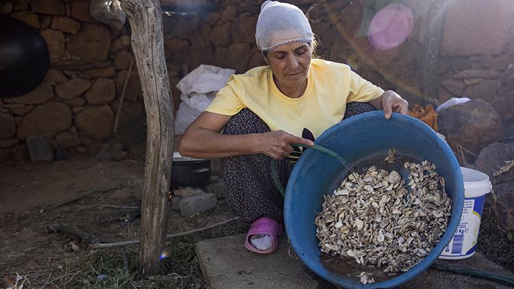 Kökten gelen lezzet Köylüler kilosunu 5 bin TLye satıyor