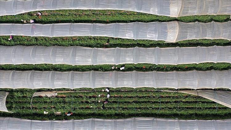 Bitkisel üretimde yeni desteklemelerin detayları belli oldu