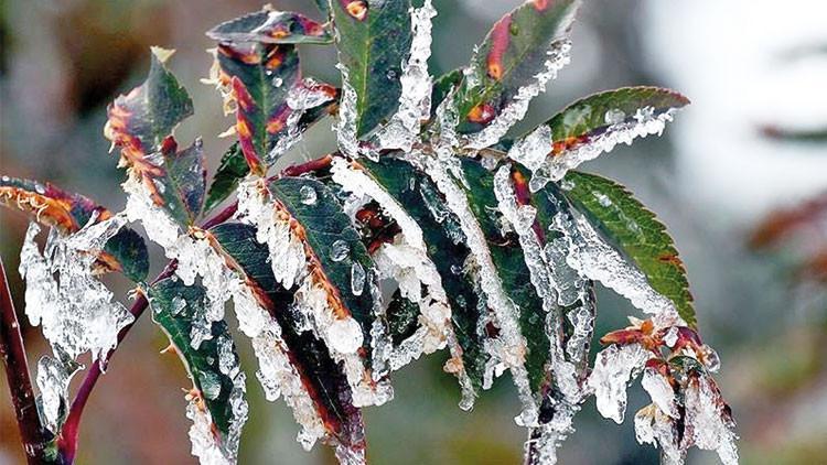 Çiftçilere zirai don desteği