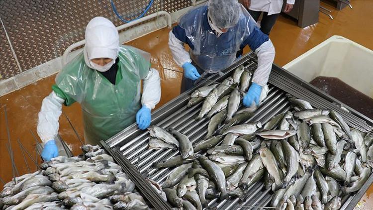 Su ürünlerinde planlı üretimin kapsamı genişletildi Su ürünlerinde planlı üretimin kapsamı genişletildi