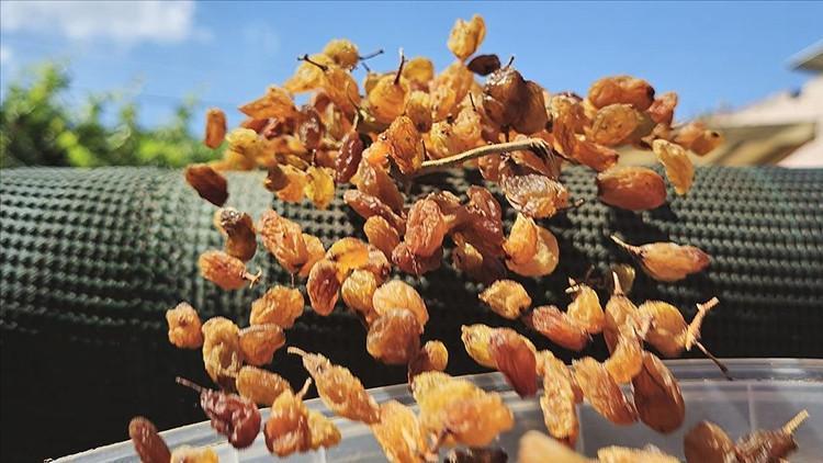 Kuru üzüm ihracatı rekor kırdı