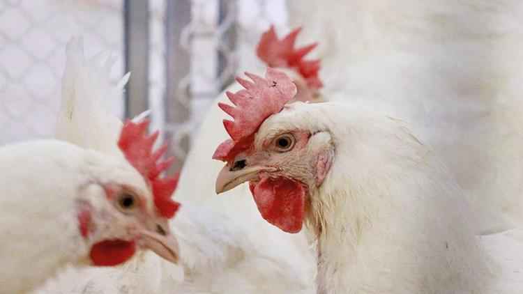 3.7 milyar TL ceza alan beyaz etçilerden ‘en ucuz biziz’ çıkışı