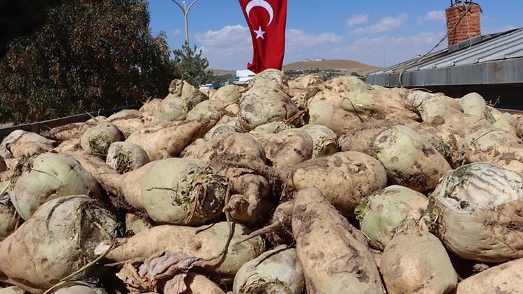 Şeker pancarı alım fiyatı belli oldu