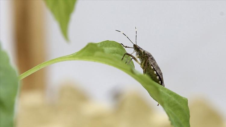 Kahverengi Kokarca ile Mücadelede Büyük Adım: 1 Milyon Hane İlâçlandı