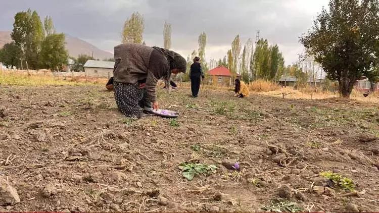 Kilosu 600 bin TL’ye kadar çıktı Hakkari’de ilk hasat