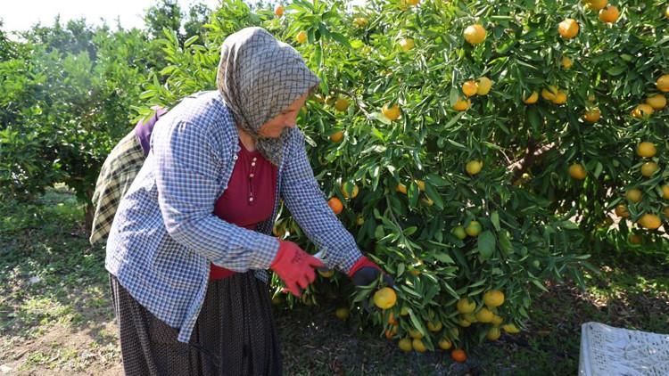 Mandalina 8 TLye kadar düştü Mandalina 8 TLye kadar düştü