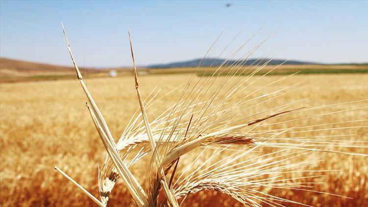 Bitkisel üretimde ‘zirai don’ etkisi Bitkisel üretimde ‘zirai don’ etkisi