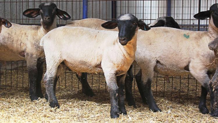 Karaman’ın koyunu sonra çıktı oyunu