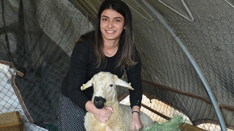 Devlet desteğiyle besiciliğe başladı, 250 hayvana ulaştı