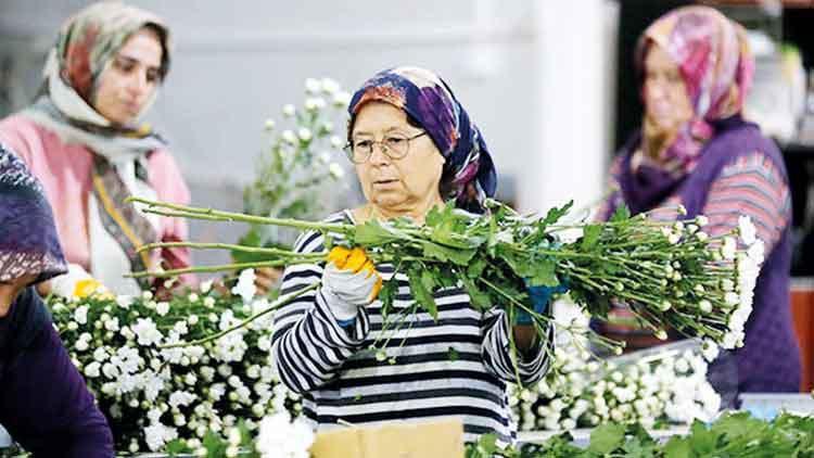 Çiçek ihracatında rekor bekleniyor