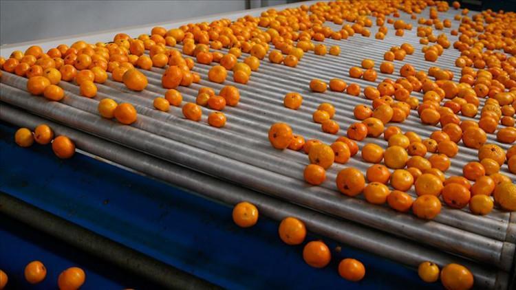 Mandalina ihracatında rekor 3 ülke zirvede Mandalina ihracatında rekor 3 ülke zirvede