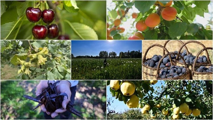 Türkiye 7 üründe dünya lideri, 22 üründe ilk üçte