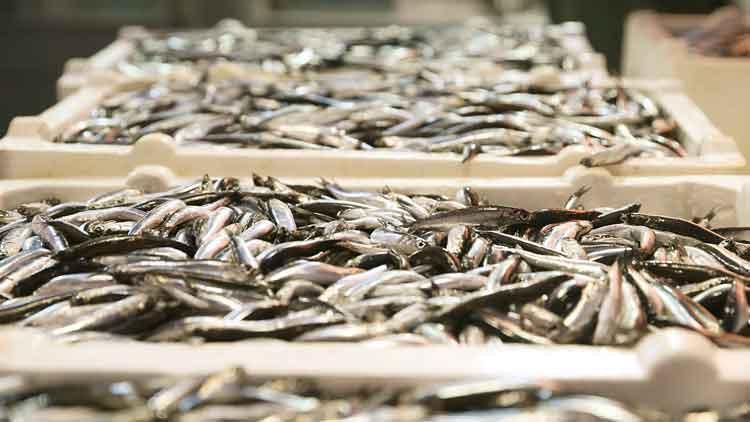 Hamsinin biyolojisi bozuldu: Soğuk su bulmak için kat ettiği yol 5 milden 50 mile çıktı