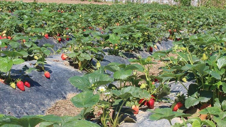 Organik tarım üretimi 1,3 milyon tonu aştı