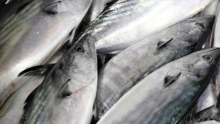 Türkiye, Akdeniz Genel Balıkçılık Komisyonu Başkanlığına seçildi