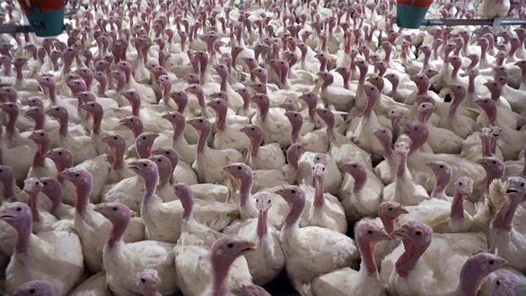 Yılbaşı için hindi fiyatları belli oldu