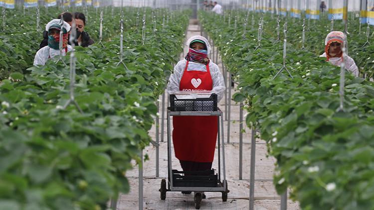 Topraksız üretti, 7 ülkeye sattı Tarımda yeni dönem Topraksız üretti, 7 ülkeye sattı Tarımda yeni dönem
