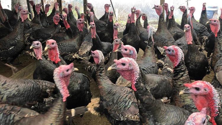 Türkiye’de tüketilen hindi miktarı belli oldu Şaşırtan rakam