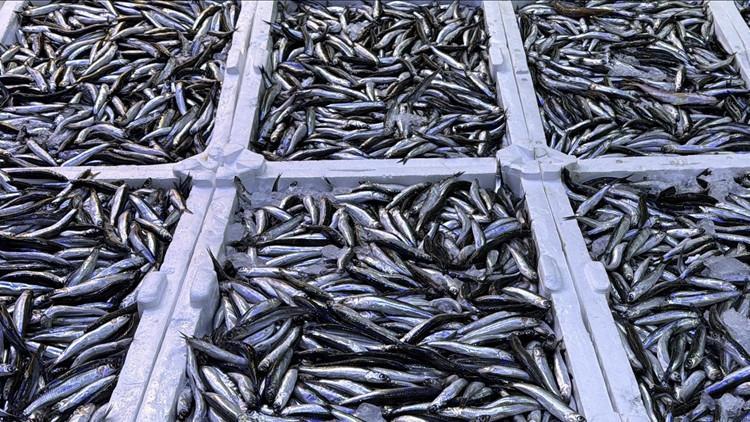 Türkiye balık üretiminde cumhuriyet rekoru Bakan Yumaklı açıkladı Türkiye balık üretiminde cumhuriyet rekoru Bakan Yumaklı açıkladı