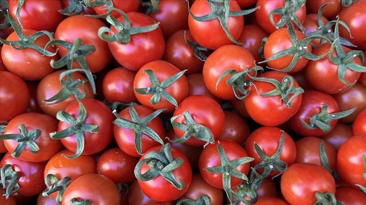 2025 yılında 401 milyon dolarlık domates ihracı 2025 yılında 401 milyon dolarlık domates ihracı