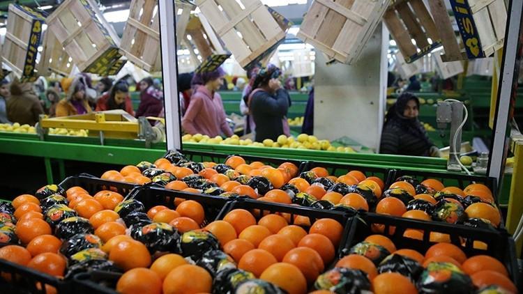 Tarımda ihracat rekoru