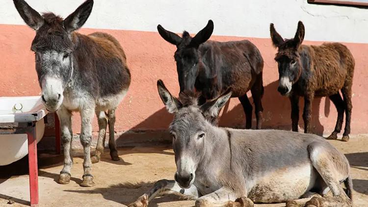 Türkiye’de at, eşek ve katır alarmı: Yüzde 80’e varan kayıp var