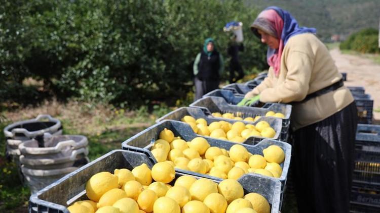 Limon üretici fiyatında büyük artış Limon üretici fiyatında büyük artış