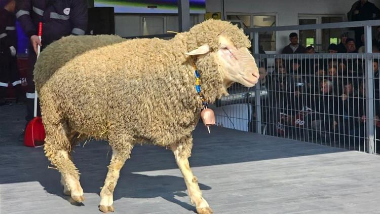 Lüks otomobil fiyatına koç Fiyatı dudak uçuklattı