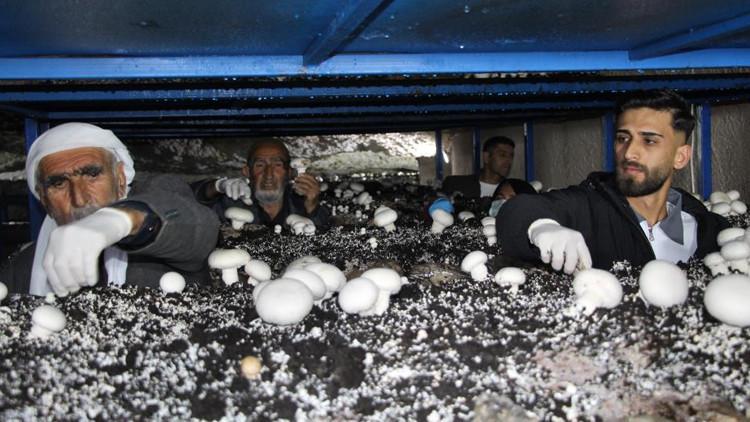 2 bin yıllık tarihi mağarada mantar üretim tesisi kurdu