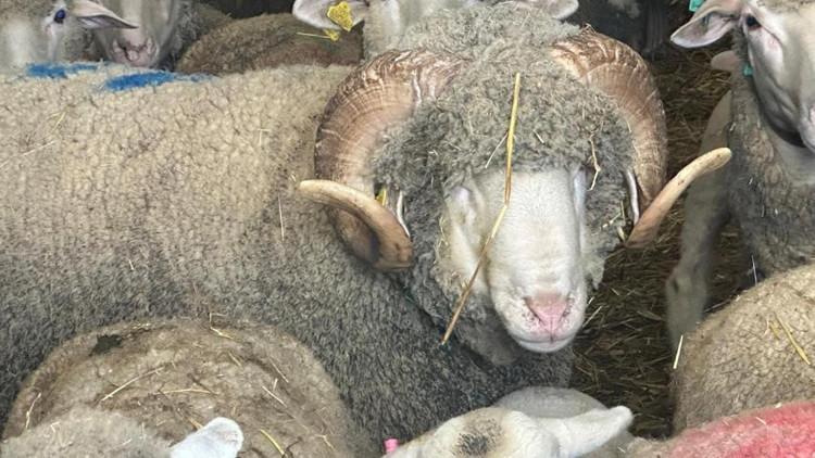 Rekor fiyata satıldı, yavruları için 150 kişi sıraya girdi