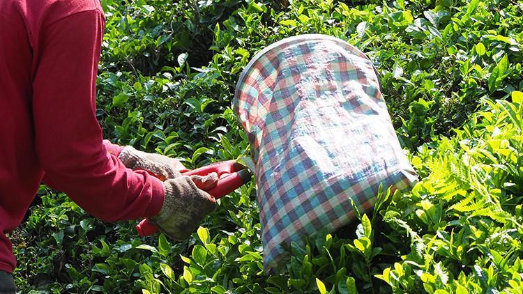 ÇAYKURdan sözleşmeli personel kararı