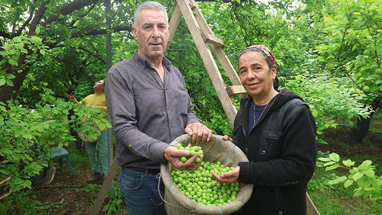 Hataydan tüm dünyaya can eriği ihraç ediyor Hataydan tüm dünyaya can eriği ihraç ediyor