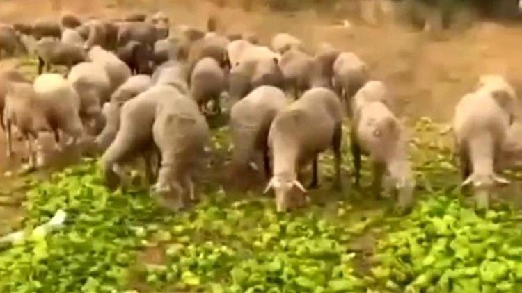 Biber üzerinden algı operasyonu Bakanlık harekete geçti