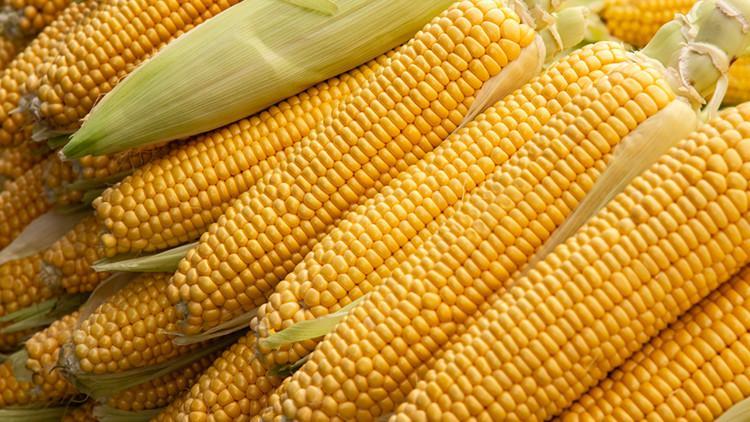 Bakanlık mısırda tarife kontenjanı açtı