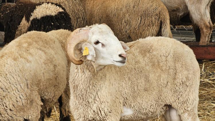 2026 kurban kesim bedeli belli oldu